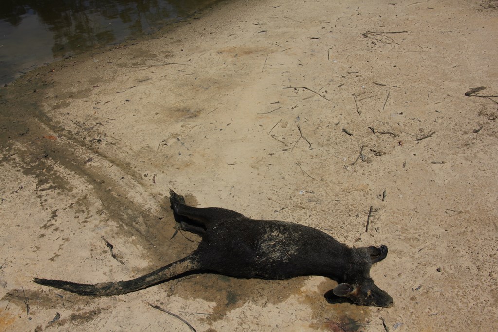 Drowned-Swamp-Wallaby-on-shore-of-dam