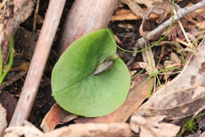 young-helmet-orchid-bud-on-green-leaf