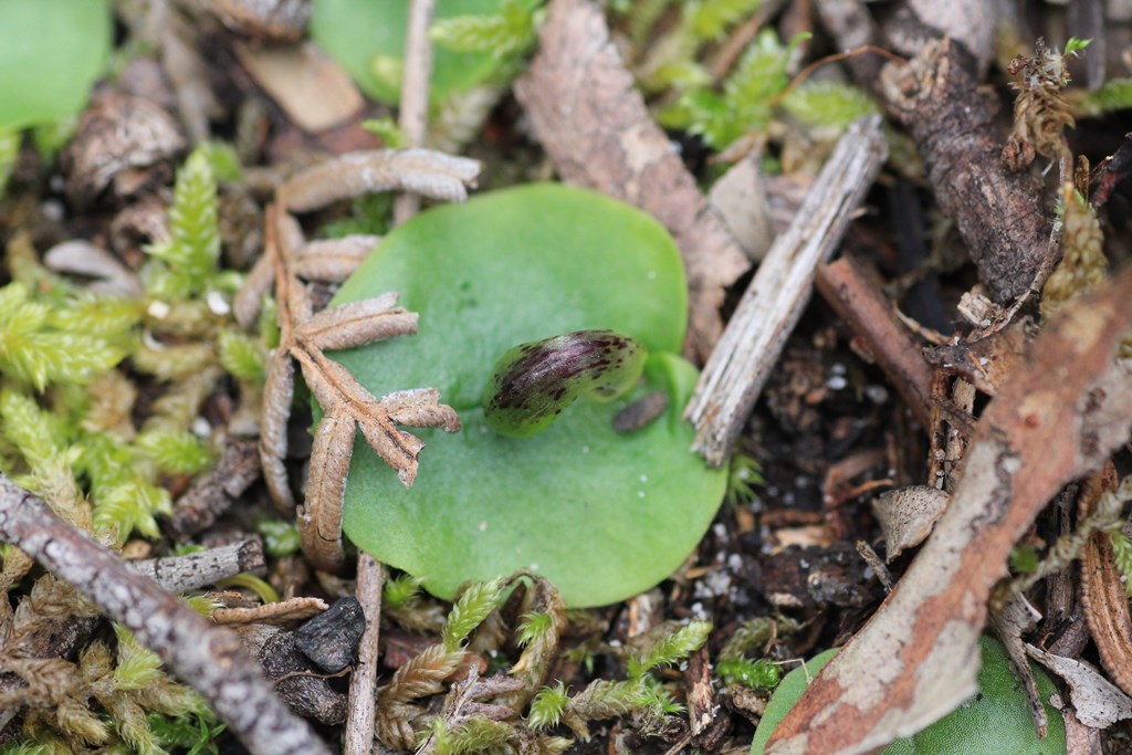 young-helmet-orchid-bud-shown-on-green-leaf