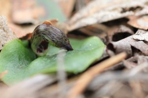 helmet-orchid-bud-revealing-toothed-edges