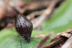 helmet-orchid-bud-sowing-purple-toothed-edge