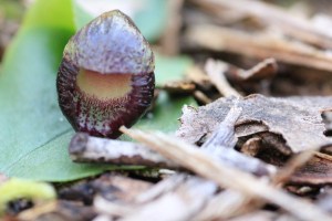 open-helmet-orchid-flower