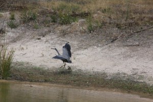 White-Faced-Heron-showing-outstretched-wings