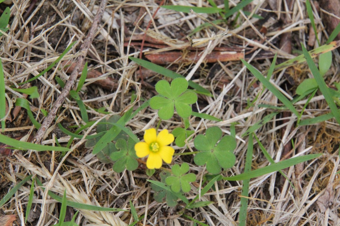 yellow-flower-showm-from-above