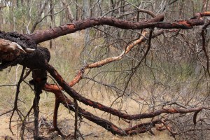Acacia-Tree-Fallen-with-branches-framing-view-of-dry-grass