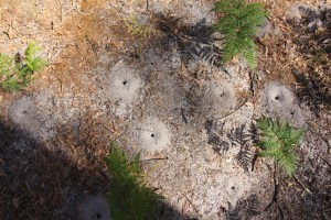 ant-nests-photographed-from-above-with-fallen-bark-and-bracken