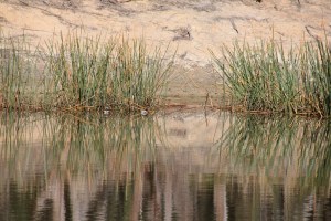 Reflection of trees-and-reeds-on-surface-of-dam