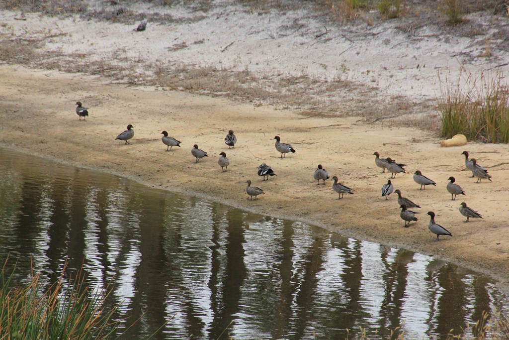 A-flock-of-Australian-Wood-Duck-on-a sandy-dam-bank