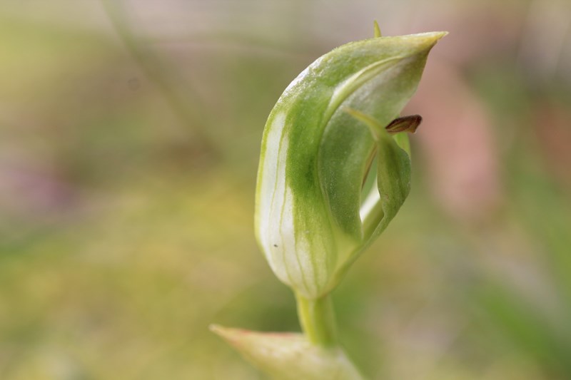 Blunt Greenhood (Pterostylis&nbsp;curta)