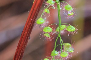 climbing-sundew-with-bracken-stem
