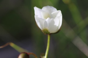 white-climbing-sundew-flower-on-dark-green-background