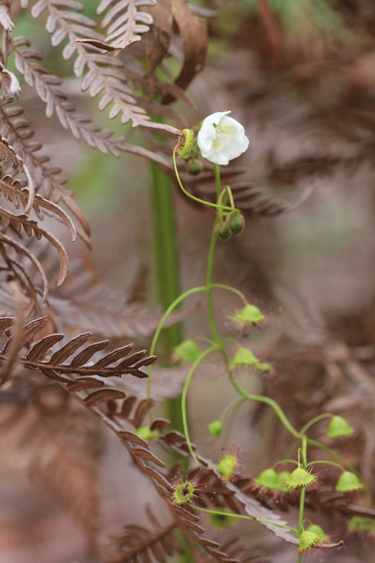 Climbing-sundew-on-bracken