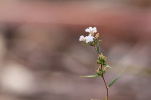 Common-Beard-heath-showing-leaf-bud-and-flower