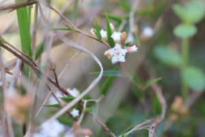 Common-beard-heath-showing-flower