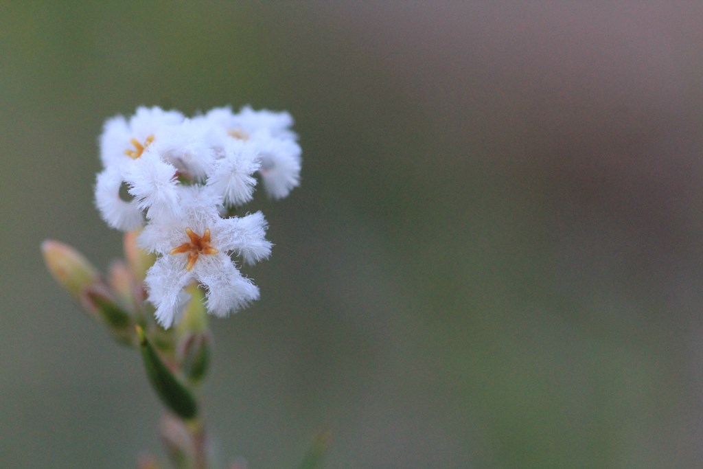 Common-Beard-Heath-macro-showing-flower-close-up