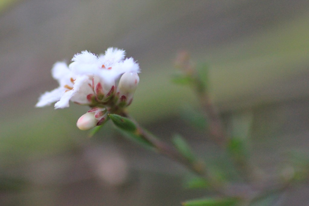 Common-beard-heath-buds