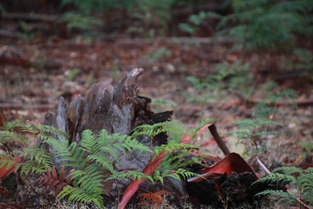 Fallen-Bark-After-Rain-showing-bracken-and-rich-bark-colours