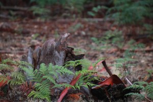 Fallen-Bark-After-Rain-showing-bracken-and-rich-bark-colours