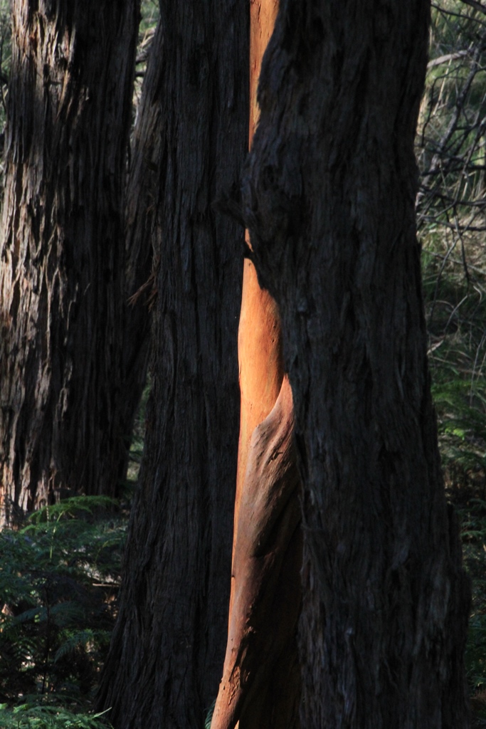 Light-and-Shade-tree-trunks-lit-between-two-dark-trunks