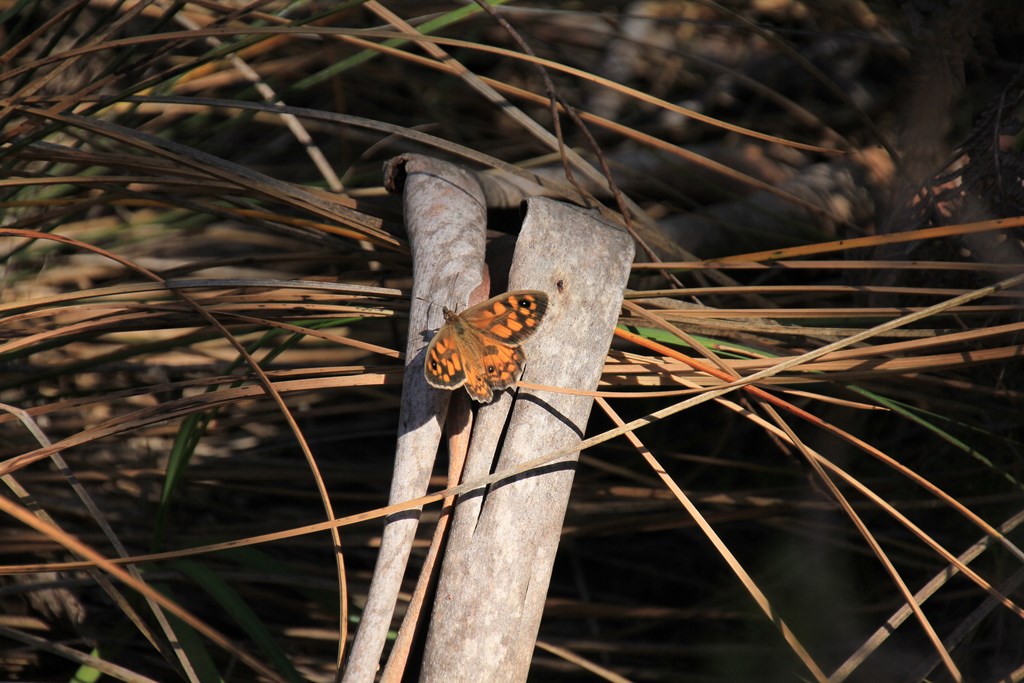 Marbled-Xenica-butterfly-on-cross-of-bark-and-dried-grass