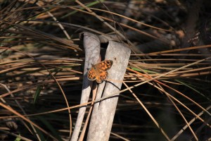 Marbled-Xenica-butterfly-on-cross-of-bark-and-dried-grass