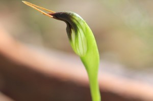 Maroonhood-terrestrial-orchid-showing-brown-red-and-orange-tiip-on-bud