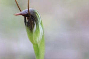 marooonhood-australian-terrestrial-orchid=close-up