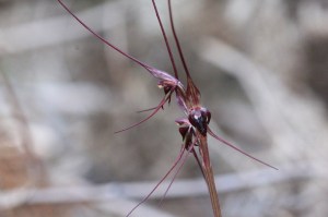 mayfly-orchid-showing-purple-long-wiry-sepals