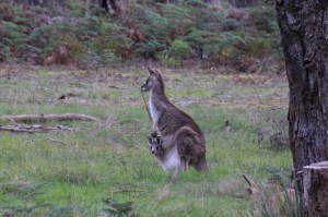 female-eastern-grey-kangaroo-with-joey-in-pouch