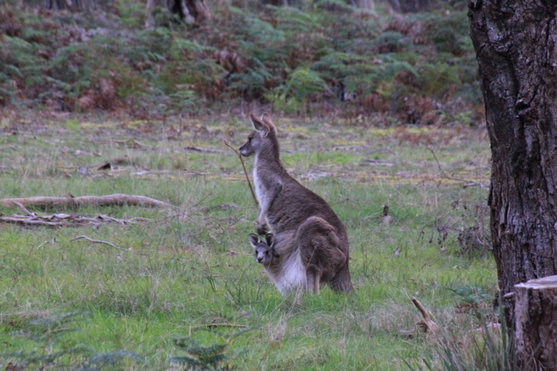 Our Eastern Grey Kangaroos are&nbsp;Back