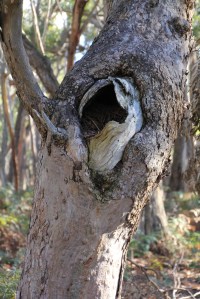 nesting-hollow-in-tree