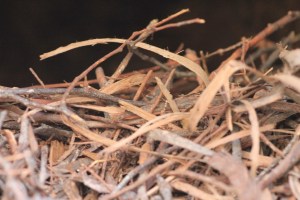 nest-constructed-of-bark-and-twigs