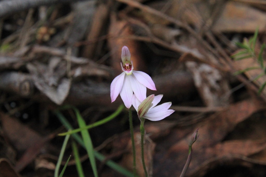 pink-fingers-orchid-set-against-natural-bush-bark-litter