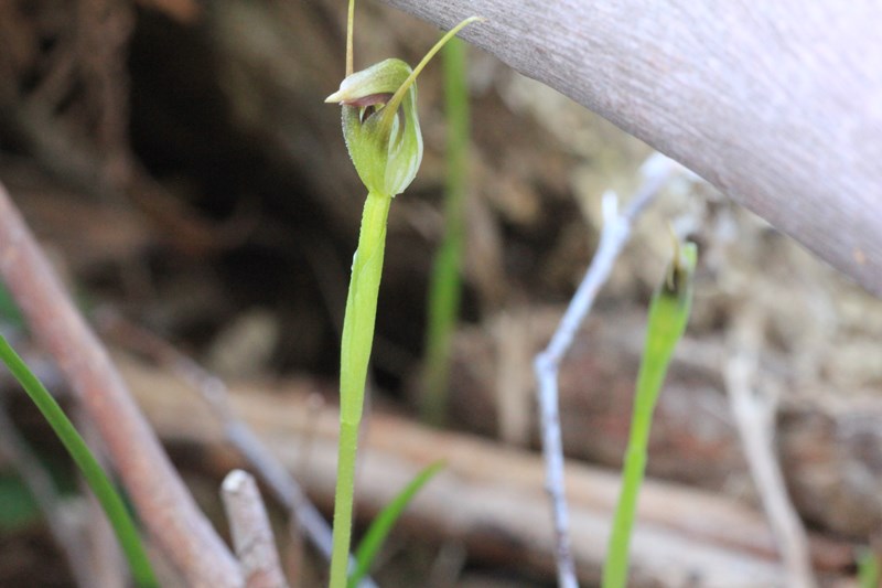 greenhood-orchid-flower-with-background-of-bark