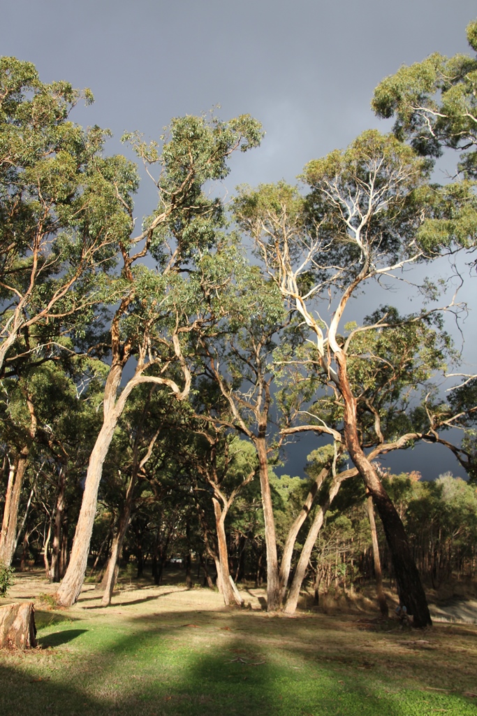 thunder-clouds-behind-sunlit-trees