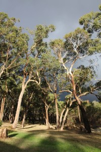 thunder-clouds-behind-sunlit-trees