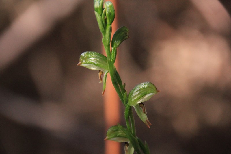 Tall Greenhood (Pterostylis&nbsp;longifolia)