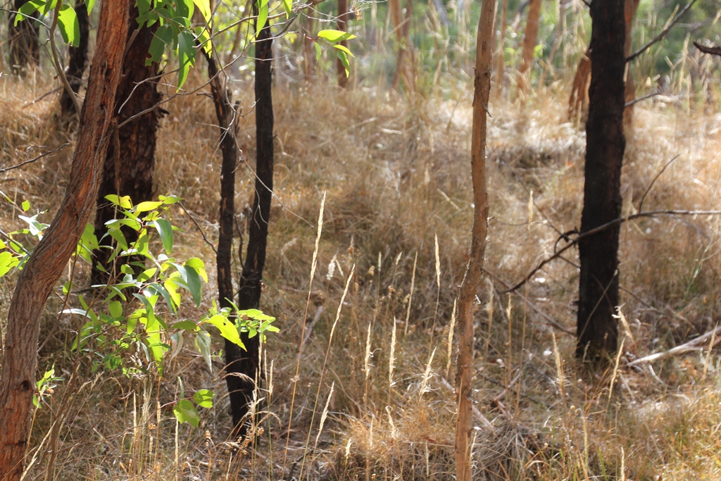 lanscape=with-sunlit-dried-grass-stems-and-brilliant-green-leaves