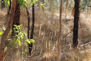 lanscape=with-sunlit-dried-grass-stems-and-brilliant-green-leaves