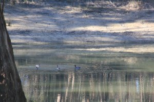 four-Ayustralian-wood-duck-swimming-in-a-dam-with-surface-reflection