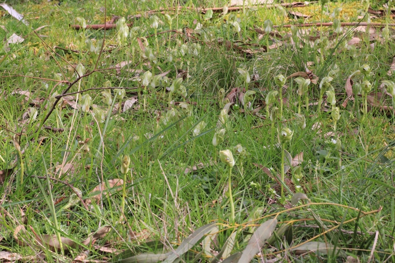 grass-with-colony-of-blunt-greenhood-orchids-growing-wild