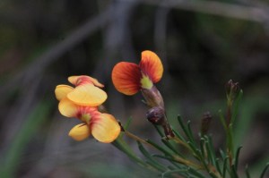 smooth-parrot-pea-yellow-orange-and-red-native-australian-pea-flowers-and-buds-showing-leaves