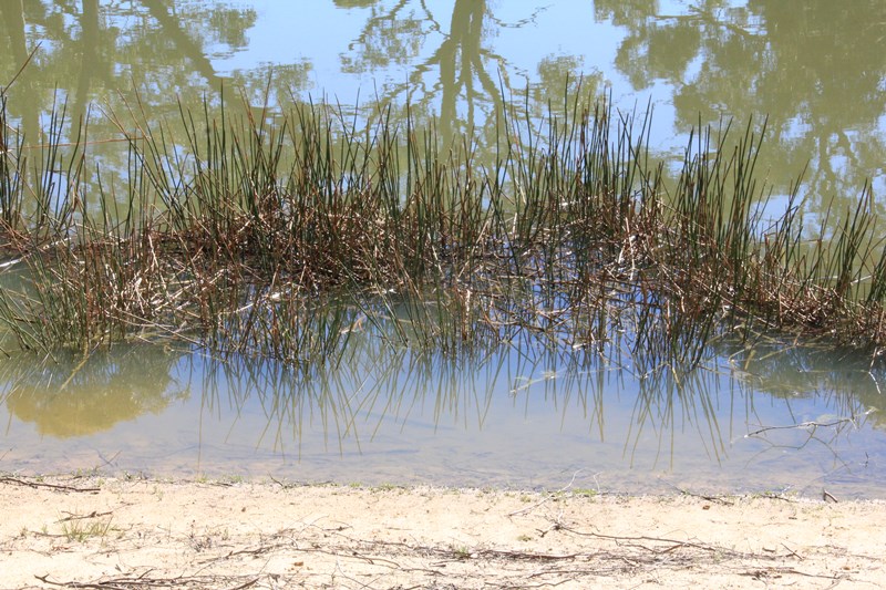 the-dam-showing-reflections-on-shallow-water-and-reeds-disputed-duck-habitat