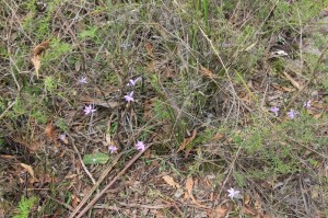 bush-floor-covered-with native-plants-including-purple-waxlip-orchids