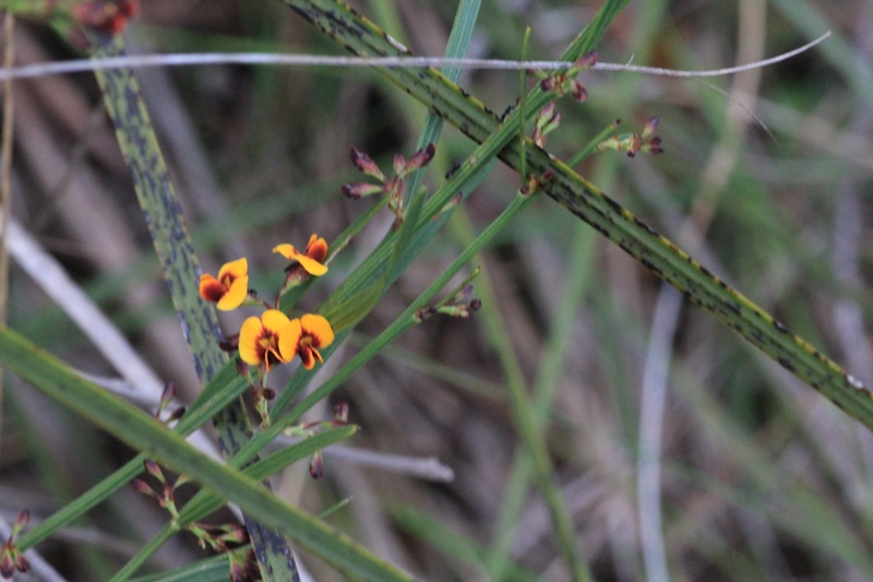 Narrow-leaf-bitter-pea-yellow-flowers-among-strappy-long-narrow-green-leaves