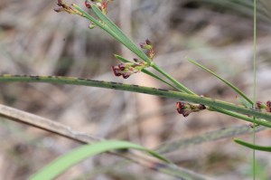 Red-buds-on-green-stems-with-long-narrow-leaves-narrow-leaf-bitter-pea-plant