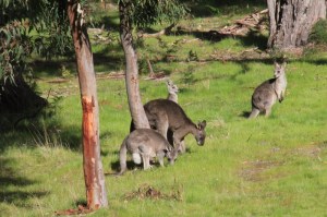 group-of -five-Eastern-Grey-Kangaroos-grazing -on-lush-green-grass