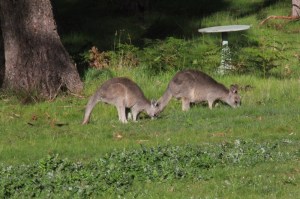 two-young-kangaroos-eating-lush-green-grass