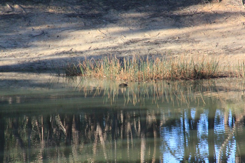 Pacific-black-duck-and-ducklings-swimming-on-dam-with-reflection-of-trees-on-water