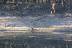 a-pacific=black-duck-leasds-ducklings=to-the-water-in-our-dam